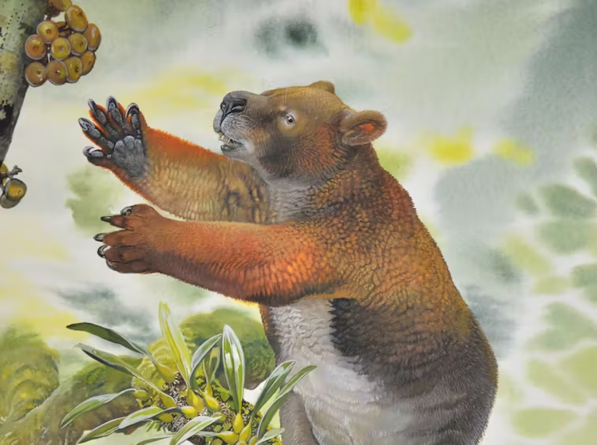 Reconstruction of a mother Nimbadon. They had powerful arms, large hands and feet and huge claws to assist climbing through the rainforest tree tops. Peter Schouten, Author provided