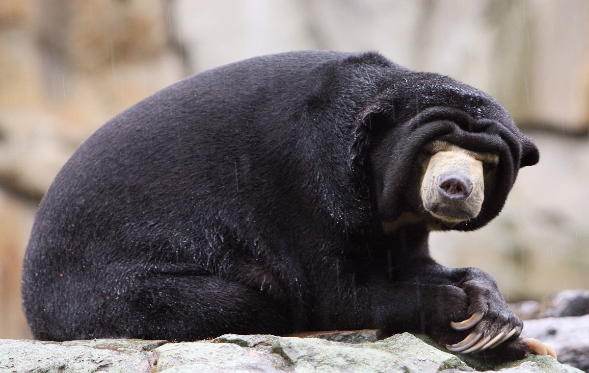 these giant ‘drop bears’ with opposable thumbs once scaled trees in australia. but how did they grow so huge? 1 Sun bear