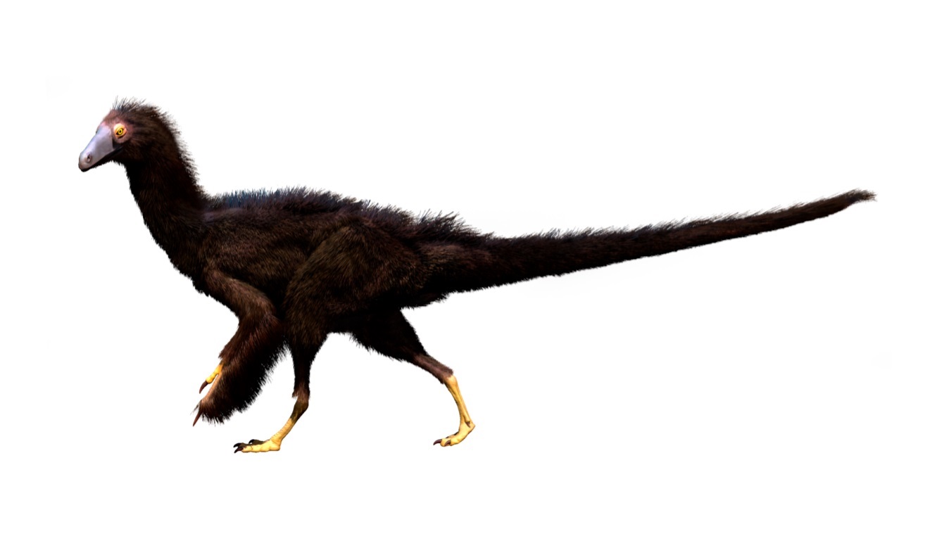 fuzzy feathered bipedal dinosaur on white background