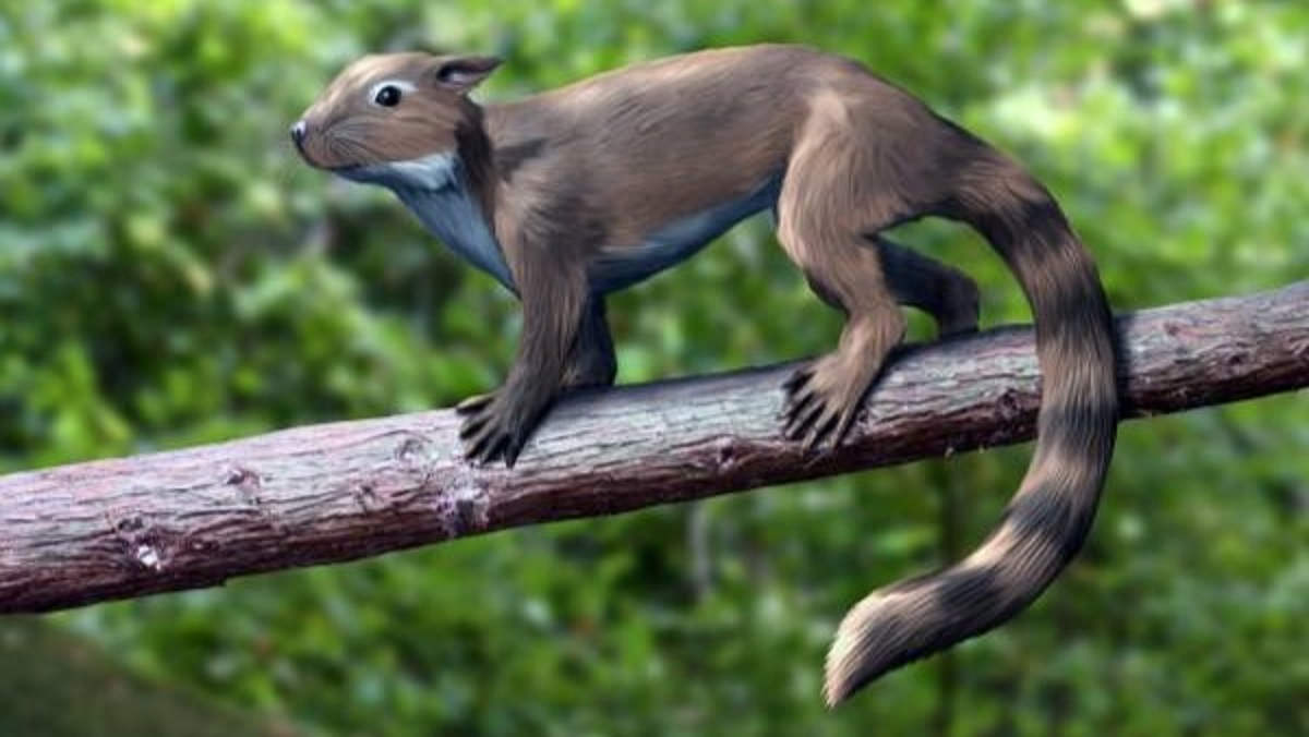 squirrel like mammal on a branch