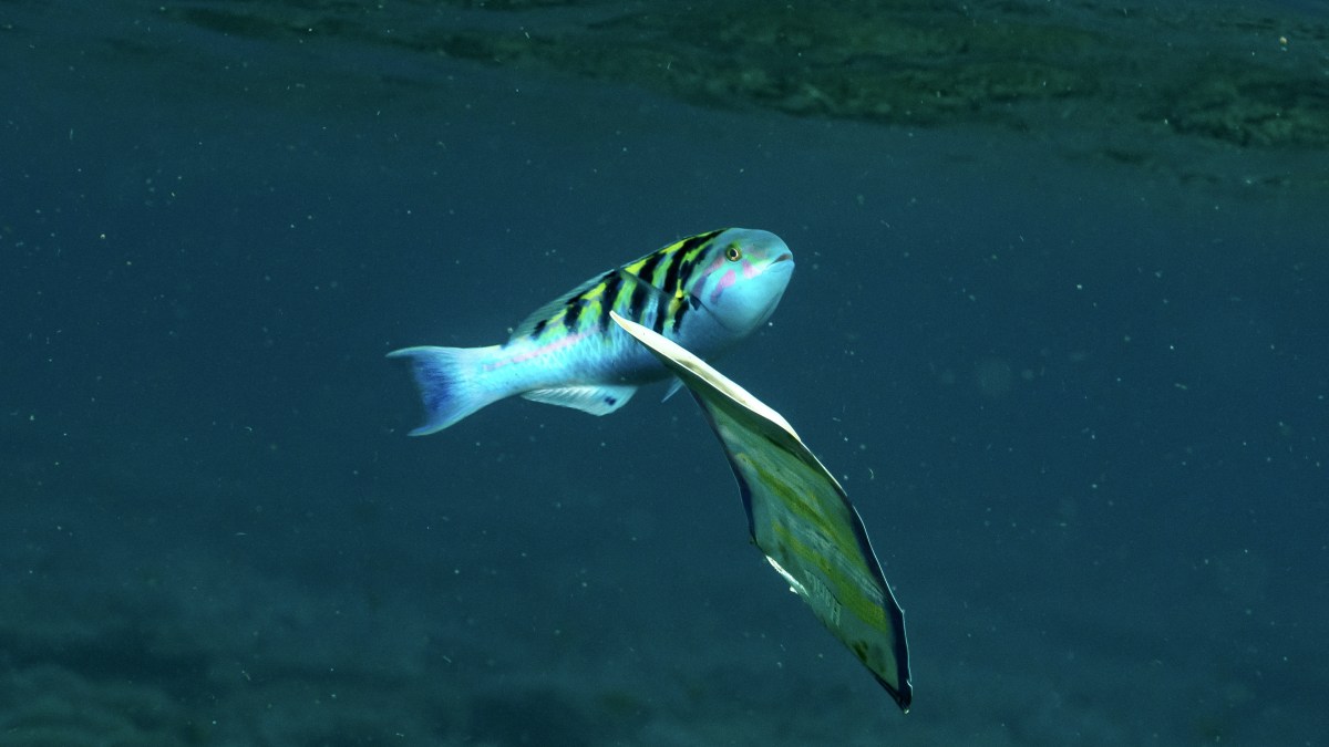 researchers peer into the twilight zone and discover…even more human-produced trash! 5 Researchers peer into the twilight zone and discover…even more human-produced trash!