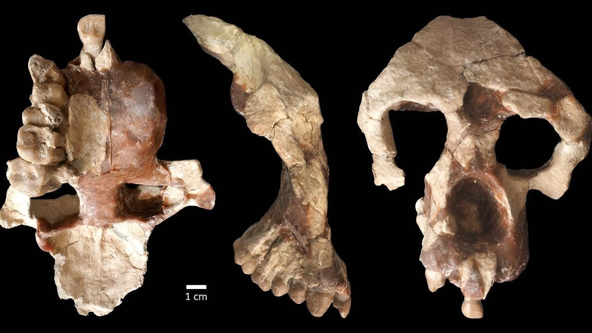 skull fossil on black background face ape hominine