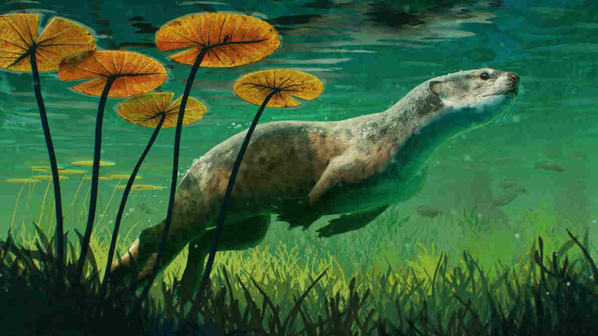 otter like seal underwater drawing with lilypads
