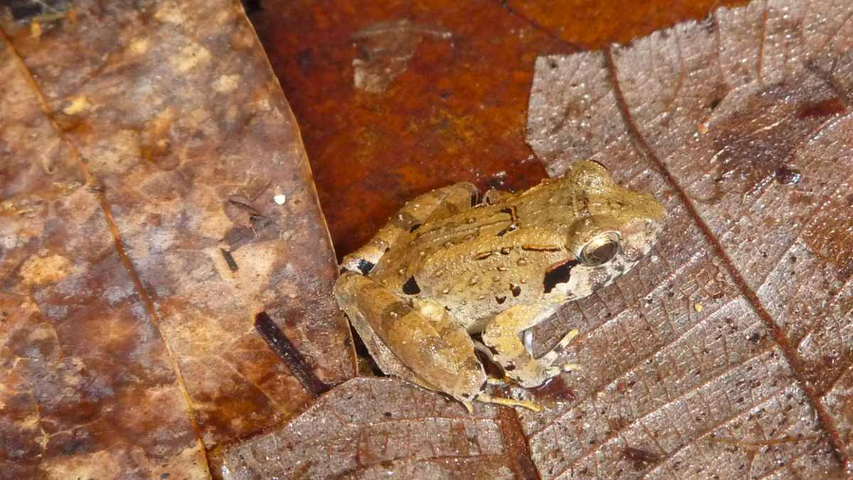 small brown fanged frog on leaf