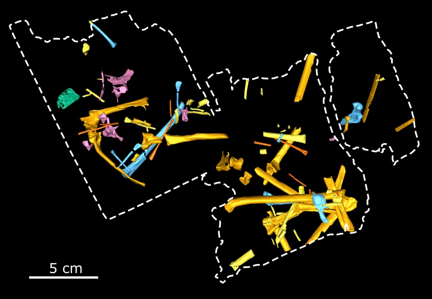 new pterosaur discovered on isle of skye 3 3d pterosaur skeleton models
