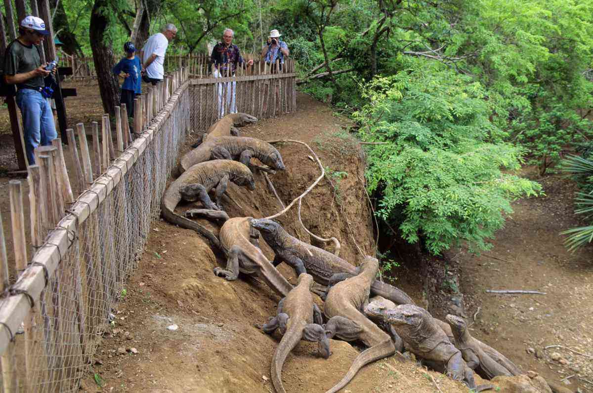 Komodo Island, Komodo Dragon (monitor Lizard), Tourists In Enclosure. (Photo by Wolfgang Kaehler/LightRocket via Getty Images)